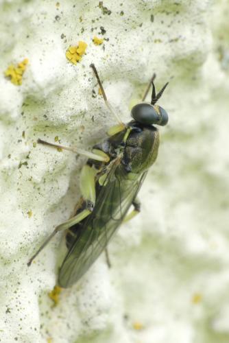 Réf. 282 431 : Solva marginata